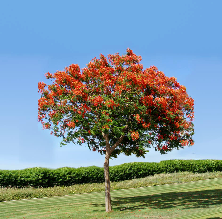Delonix Regia (Royal Poinciana / Flame Tree)