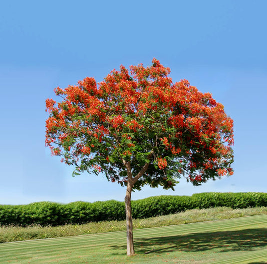Delonix Regia (Royal Poinciana / Flame Tree)