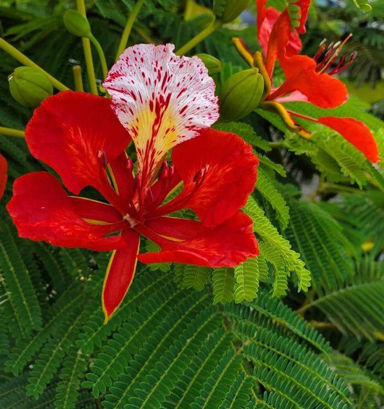 Delonix Regia (Royal Poinciana / Flame Tree)
