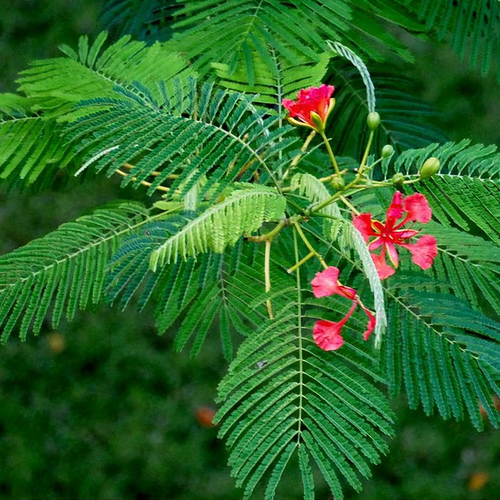 Delonix Regia (Royal Poinciana / Flame Tree)
