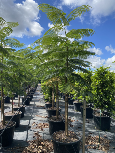 Delonix Regia (Royal Poinciana / Flame Tree)