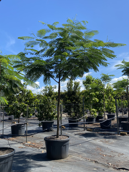 Delonix Regia (Royal Poinciana / Flame Tree)