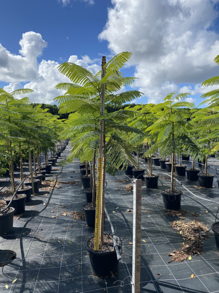 Delonix Regia (Royal Poinciana / Flame Tree)