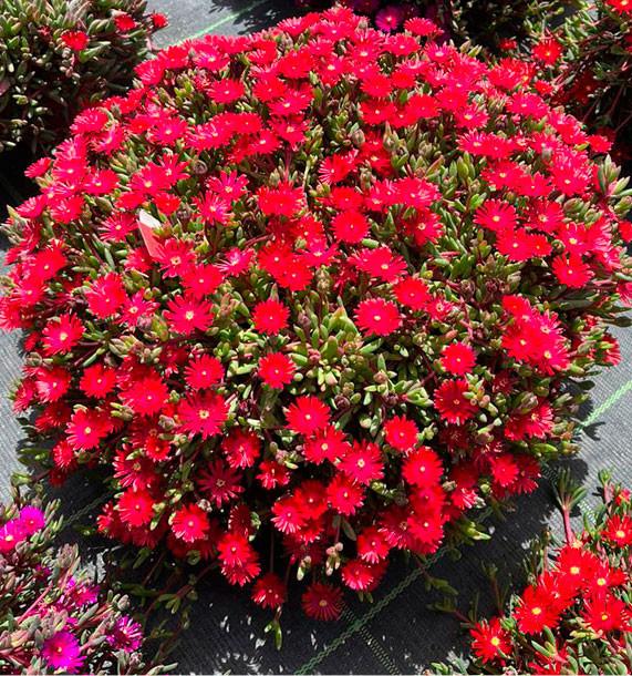 Delosperma Nubigenum ‘FSDD2112’ DESERT DANCERS® RED (Red Ice Plant)