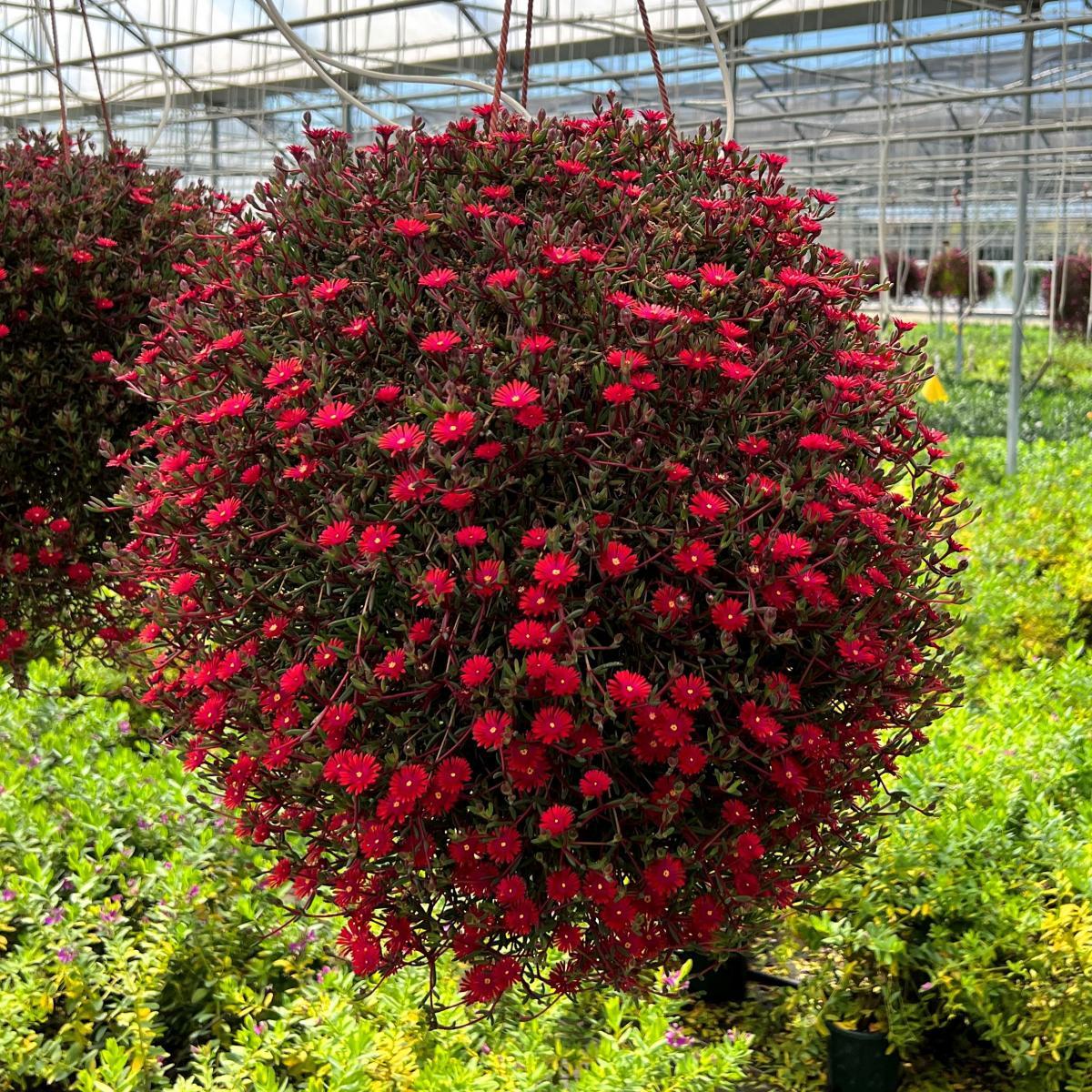 Delosperma Nubigenum ‘FSDD2112’ DESERT DANCERS® RED (Red Ice Plant)