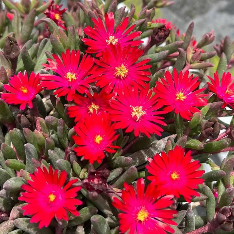 Delosperma Nubigenum ‘FSDD2112’ DESERT DANCERS® RED (Red Ice Plant)