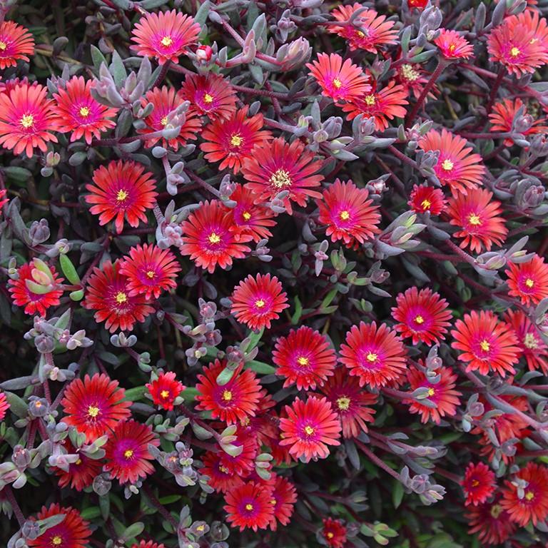 Delosperma Nubigenum ‘FSDD2112’ DESERT DANCERS® RED (Red Ice Plant)