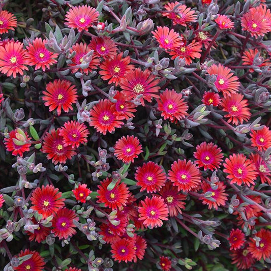 Delosperma Nubigenum ‘FSDD2112’ DESERT DANCERS® RED (Red Ice Plant)