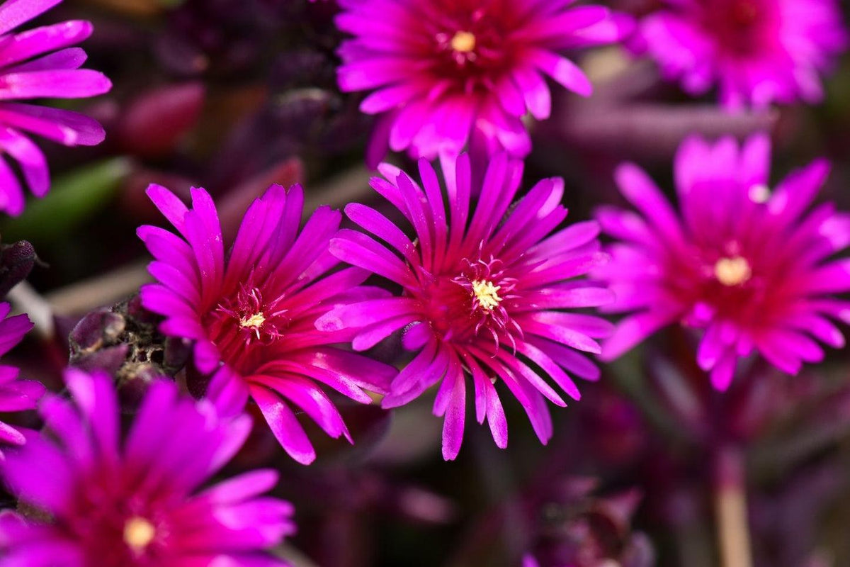 Delosperma Nubigenum ‘FSDD2117’ DESERT DANCERS® PURPLE (Purple Ice Plant)