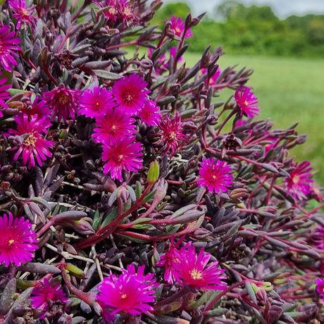Delosperma Nubigenum ‘FSDD2117’ DESERT DANCERS® PURPLE (Purple Ice Plant)