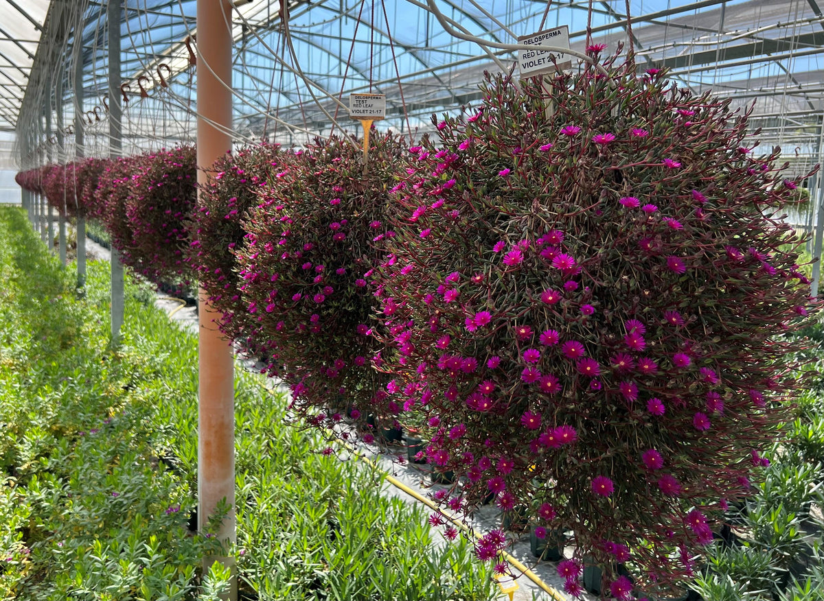 Delosperma Nubigenum ‘FSDD2117’ DESERT DANCERS® PURPLE (Purple Ice Plant)