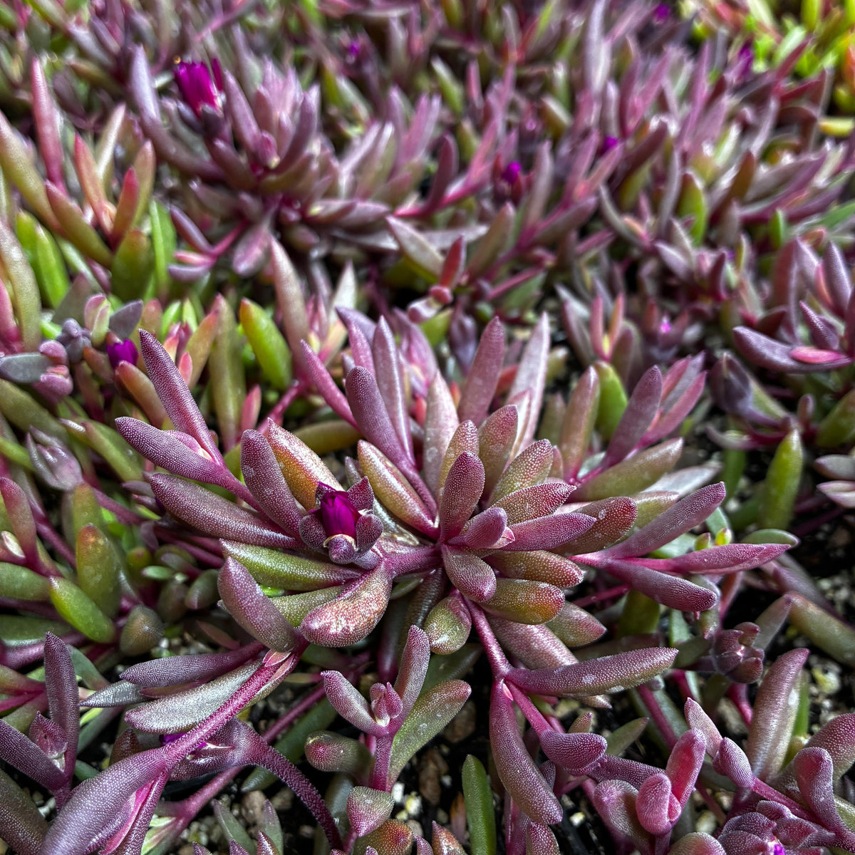 Delosperma Nubigenum ‘FSDD2117’ DESERT DANCERS® PURPLE (Purple Ice Plant)