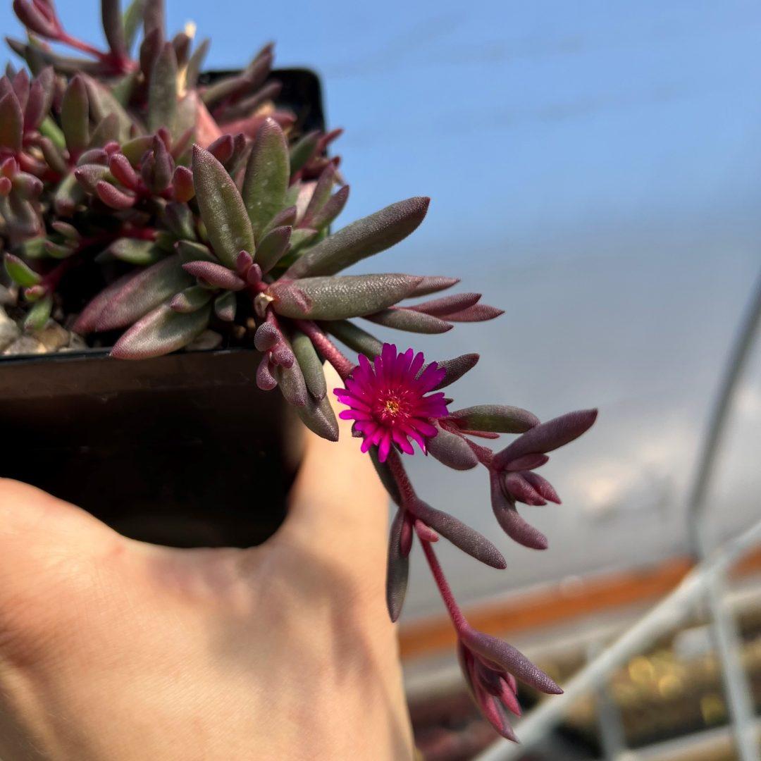 Delosperma Nubigenum ‘FSDD2117’ DESERT DANCERS® PURPLE (Purple Ice Plant)