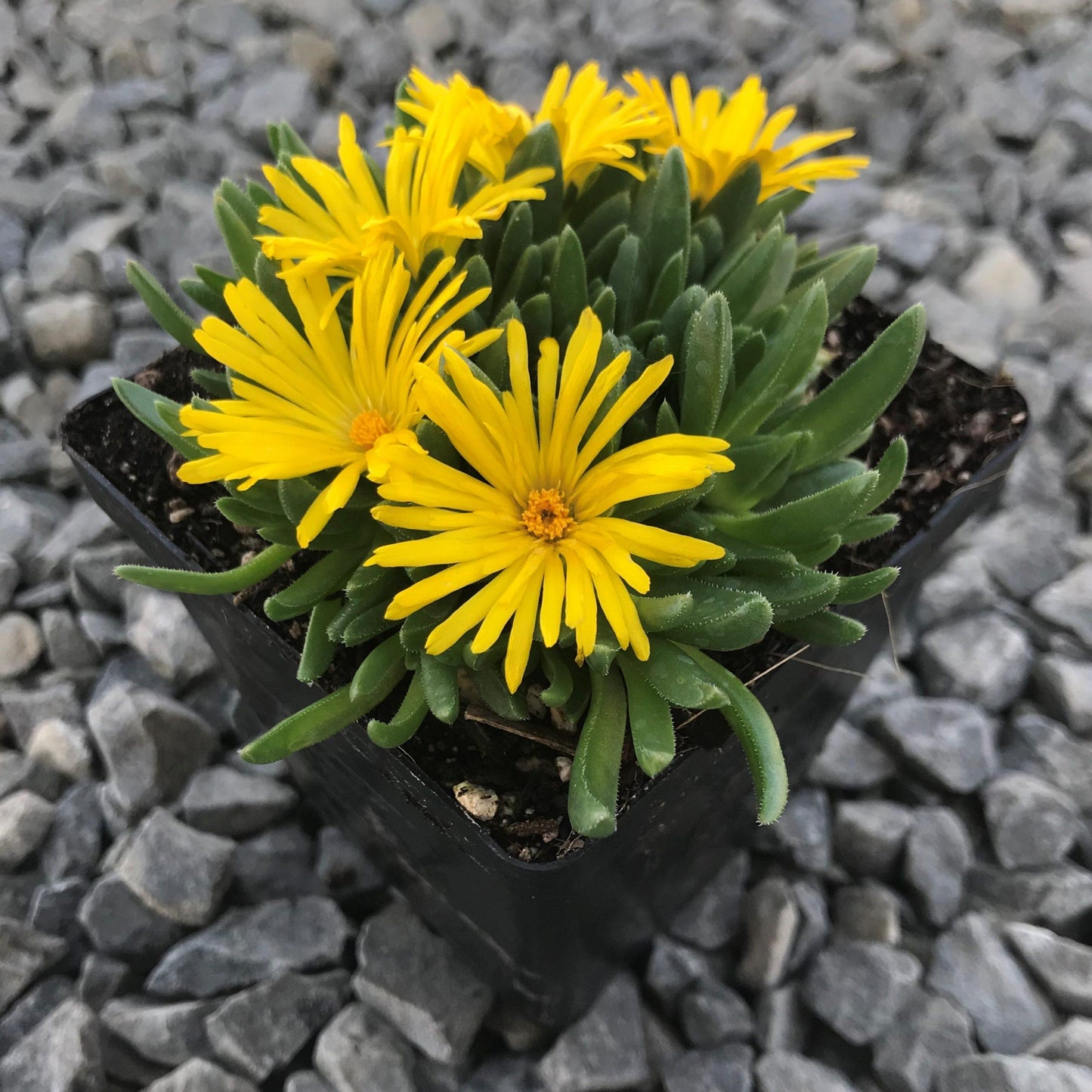 Delosperma Spp. ‘Yellow’ (Yellow Ice Plant)