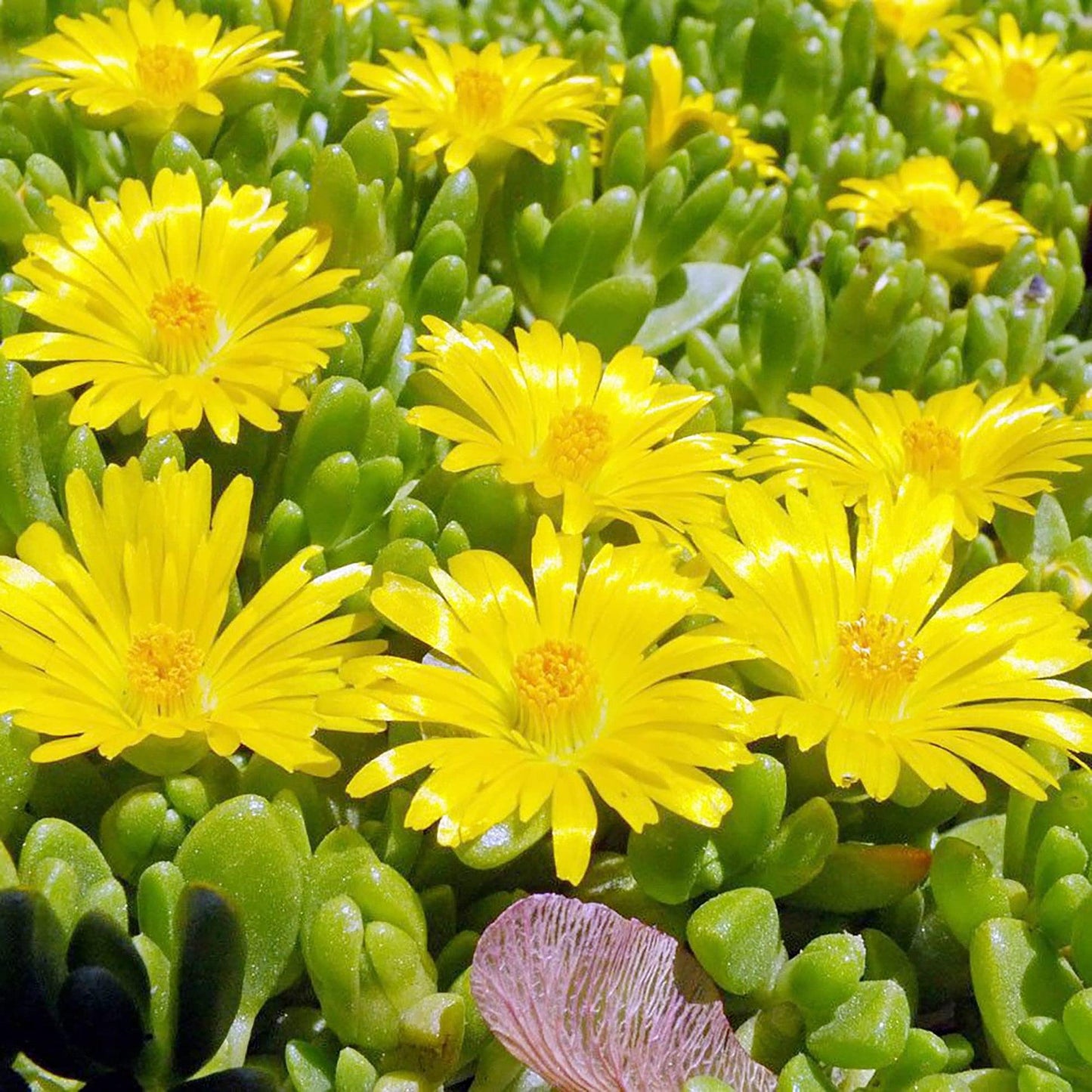 Delosperma Spp. ‘Yellow’ (Yellow Ice Plant)