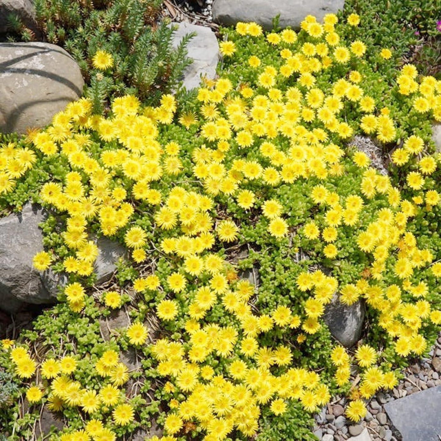 Delosperma Spp. ‘Yellow’ (Yellow Ice Plant)
