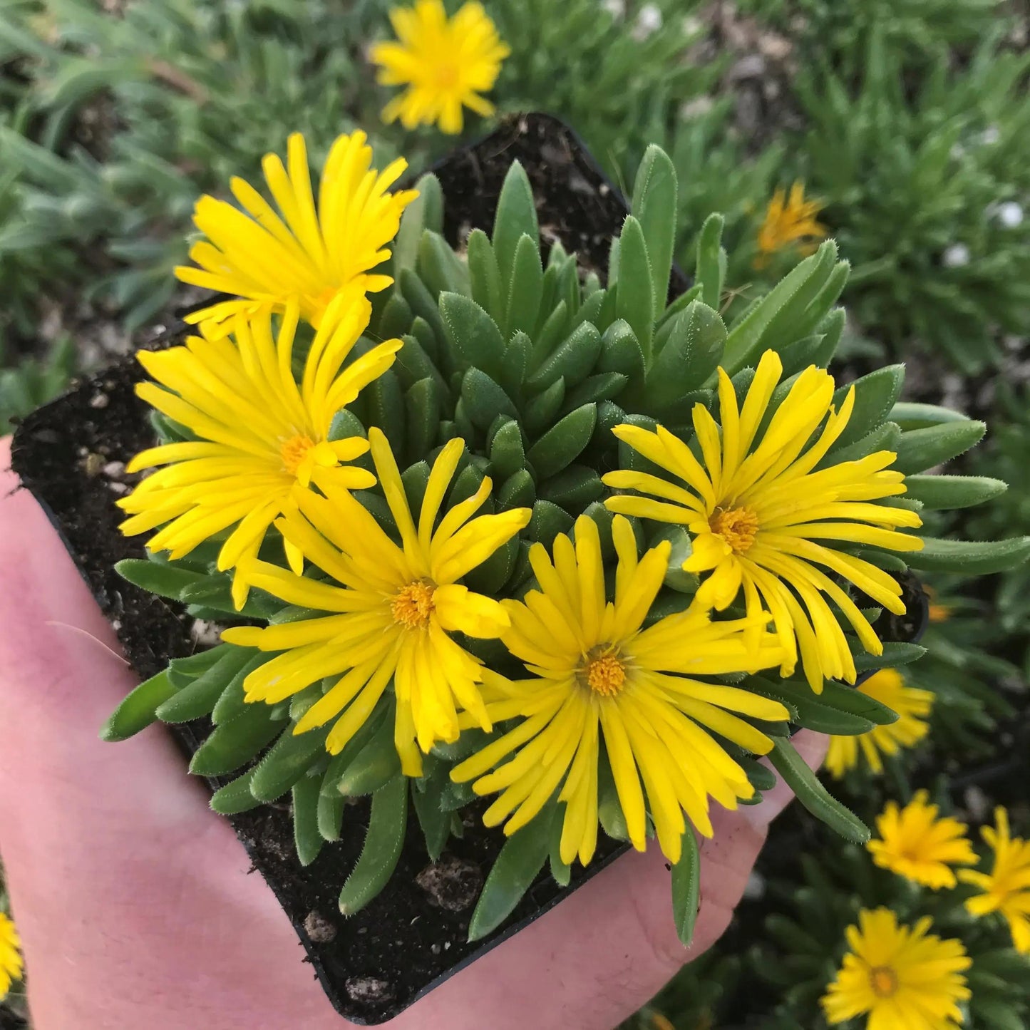 Delosperma Spp. ‘Yellow’ (Yellow Ice Plant)