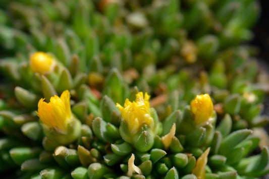 Delosperma Spp. ‘Yellow’ (Yellow Ice Plant)