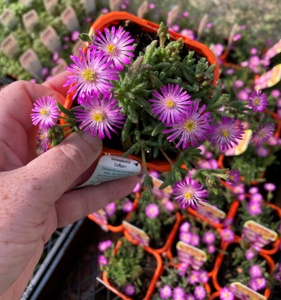 Delosperma Cooperii (Cooper’s Ice Plant)