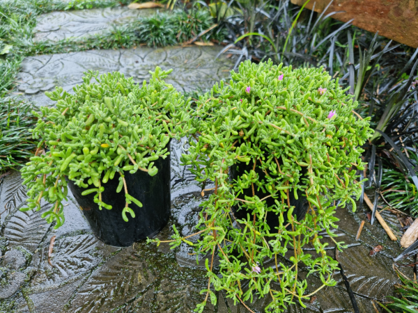 Delosperma Cooperii (Cooper’s Ice Plant)