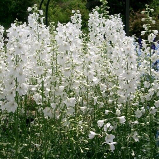 Delphinium Elatum ‘Casablanca’ (White Delphinium)