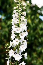 Delphinium Elatum ‘Casablanca’ (White Delphinium)