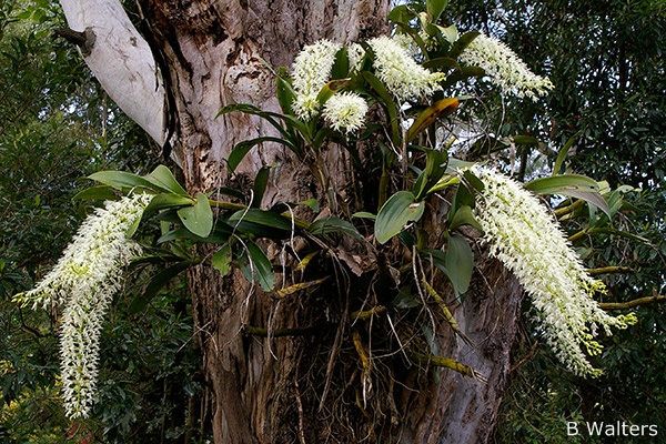 Dendrobium speciosum (Rock Orchid)