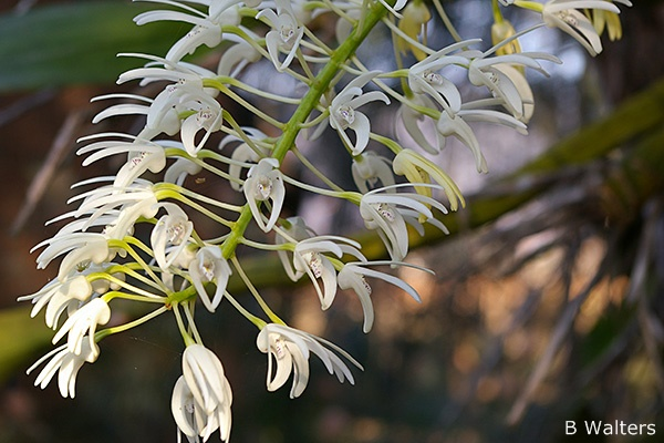 Dendrobium speciosum (Rock Orchid)