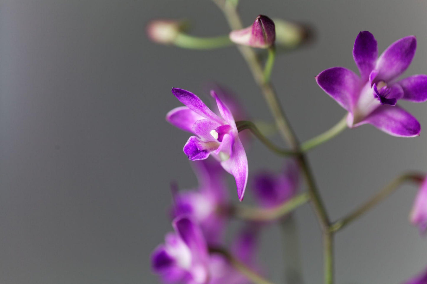 Dendrobium kingianum (Pink Rock Orchid)