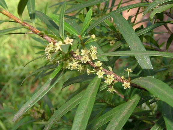 Denhamia Silvestris (Narrow-Leaved Orangebark)