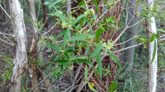 Denhamia Silvestris (Narrow-Leaved Orangebark)