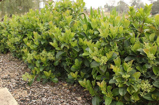 Viburnum odoratissimum ‘VOC1’ DENSE FENCE™ (Sweet Viburnum Dense Fence)