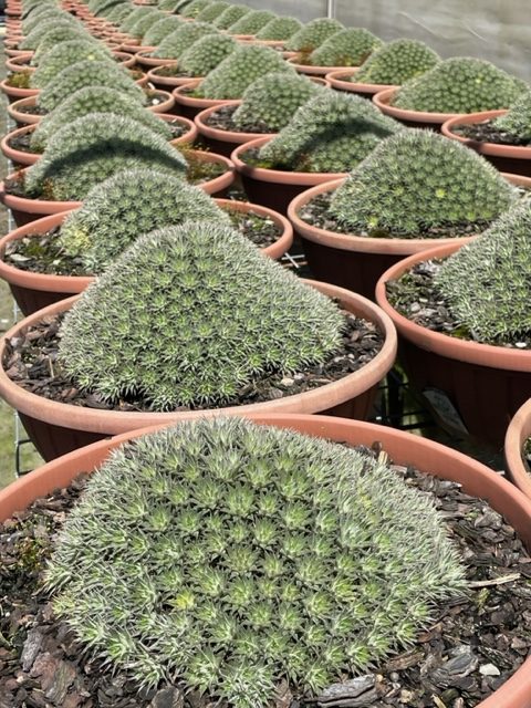 Deuterocohnia Brevifolia (Mounding Bromeliad)