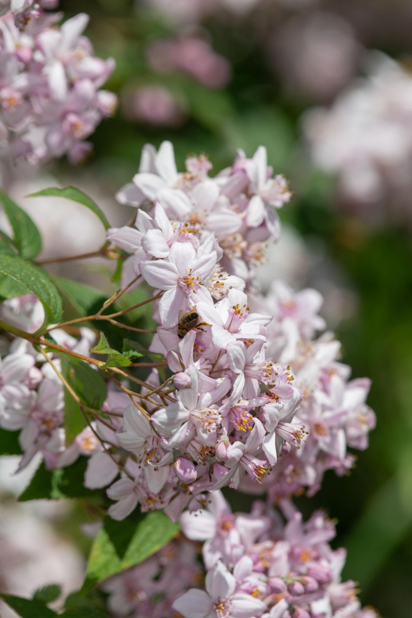 Deutzia Rosea (Slender Deutzia)