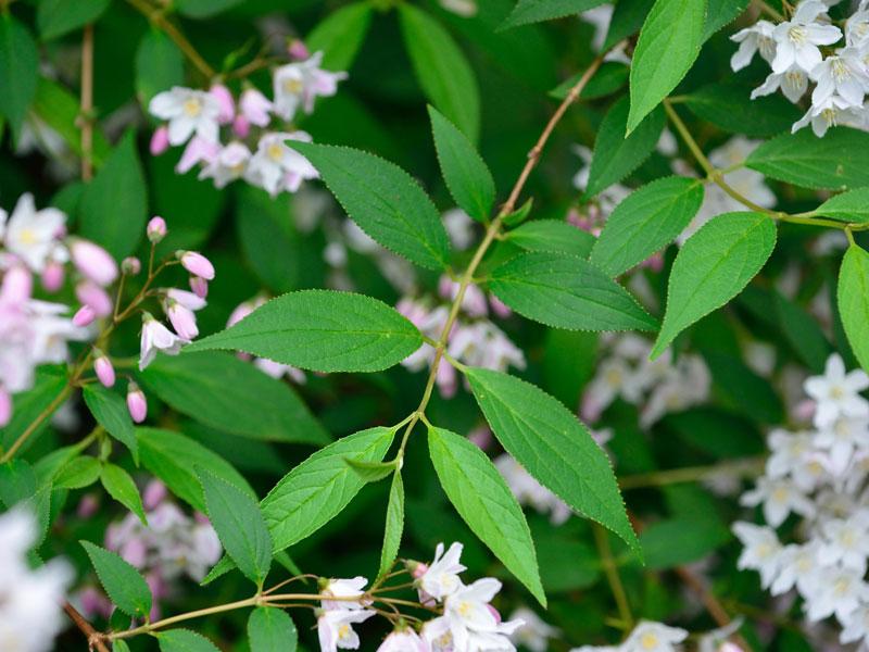 Deutzia Rosea (Slender Deutzia)
