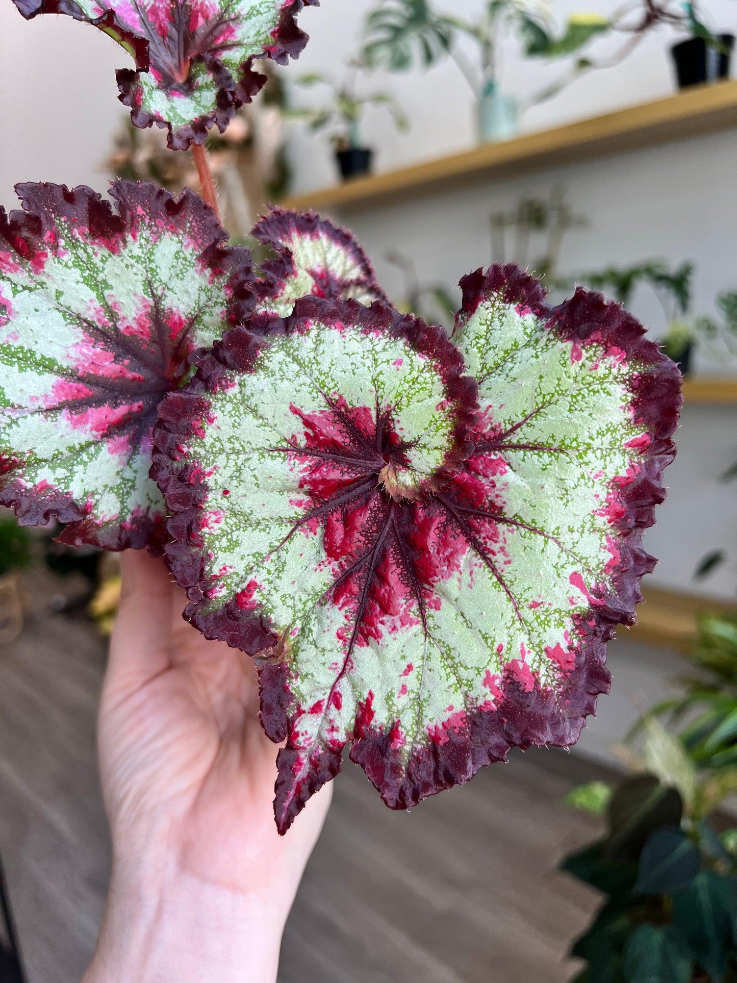 Begonia Rex-Cultorum ‘Bewitched Assorted’ (Bewitched Assorted Rex Begonia)