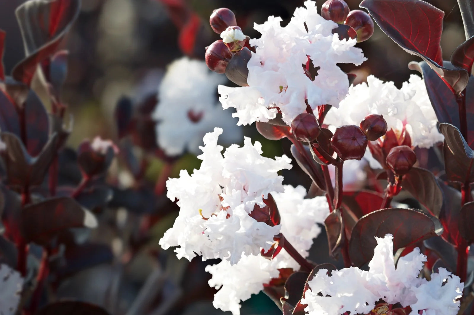 Lagerstroemia Indica ‘Diamonds In The Dark’ (Diamonds In The Dark Crepe Myrtle)