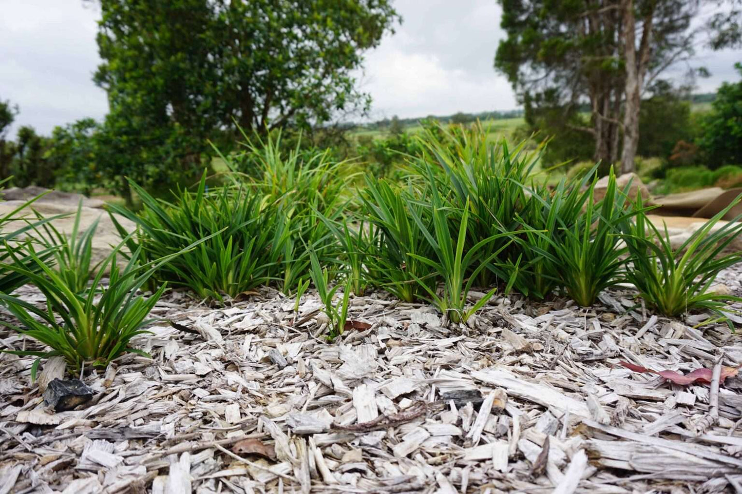 Dianella caerulea ‘Baby Breeze™’