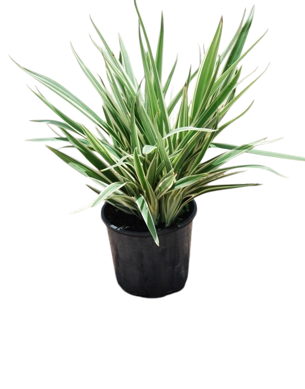 Dianella ‘Silver Streak’