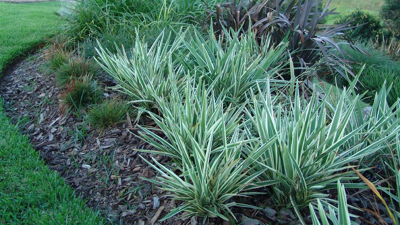 Dianella ‘Silver Streak’