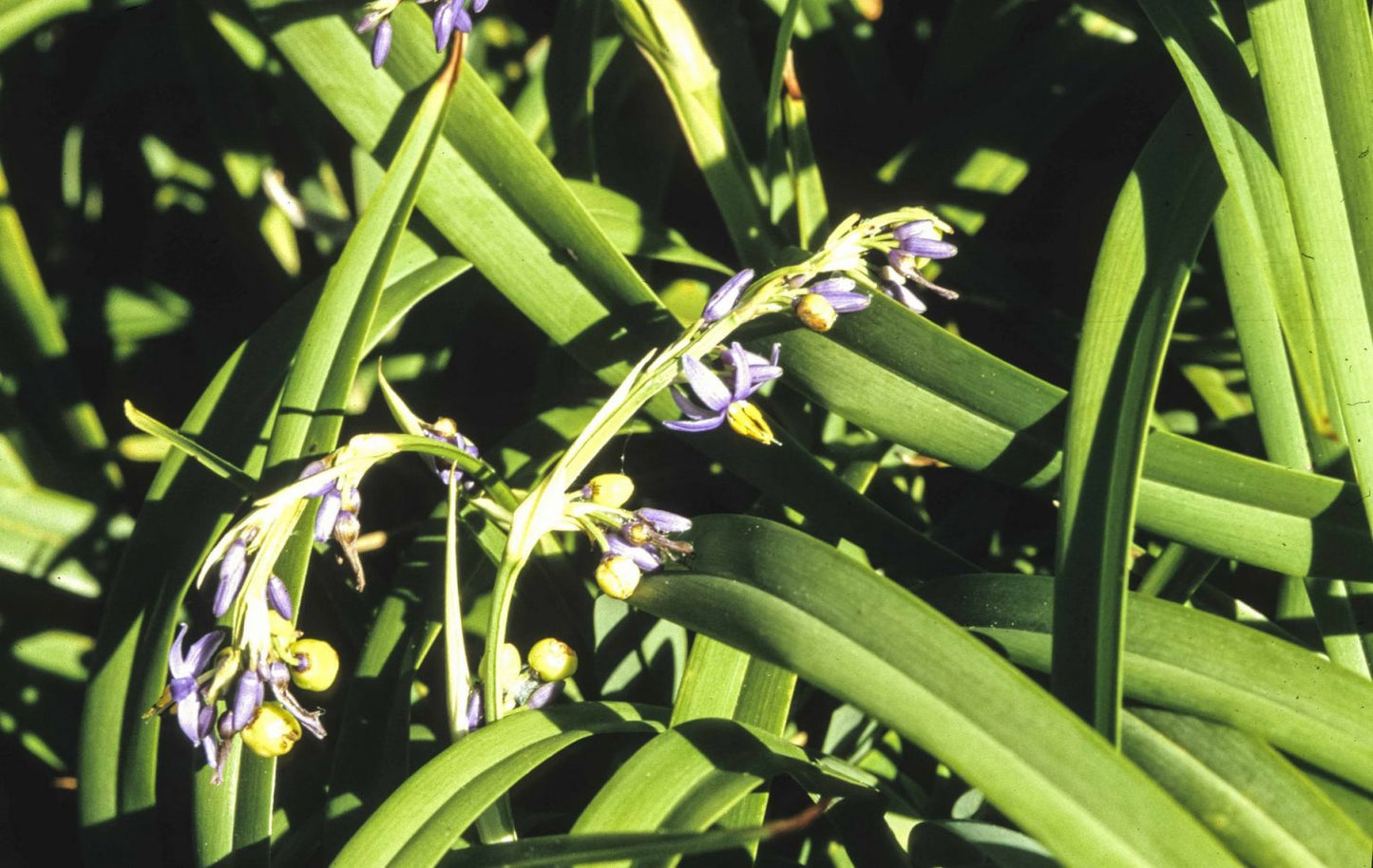 Dianella congesta (Blue Flax-lily)