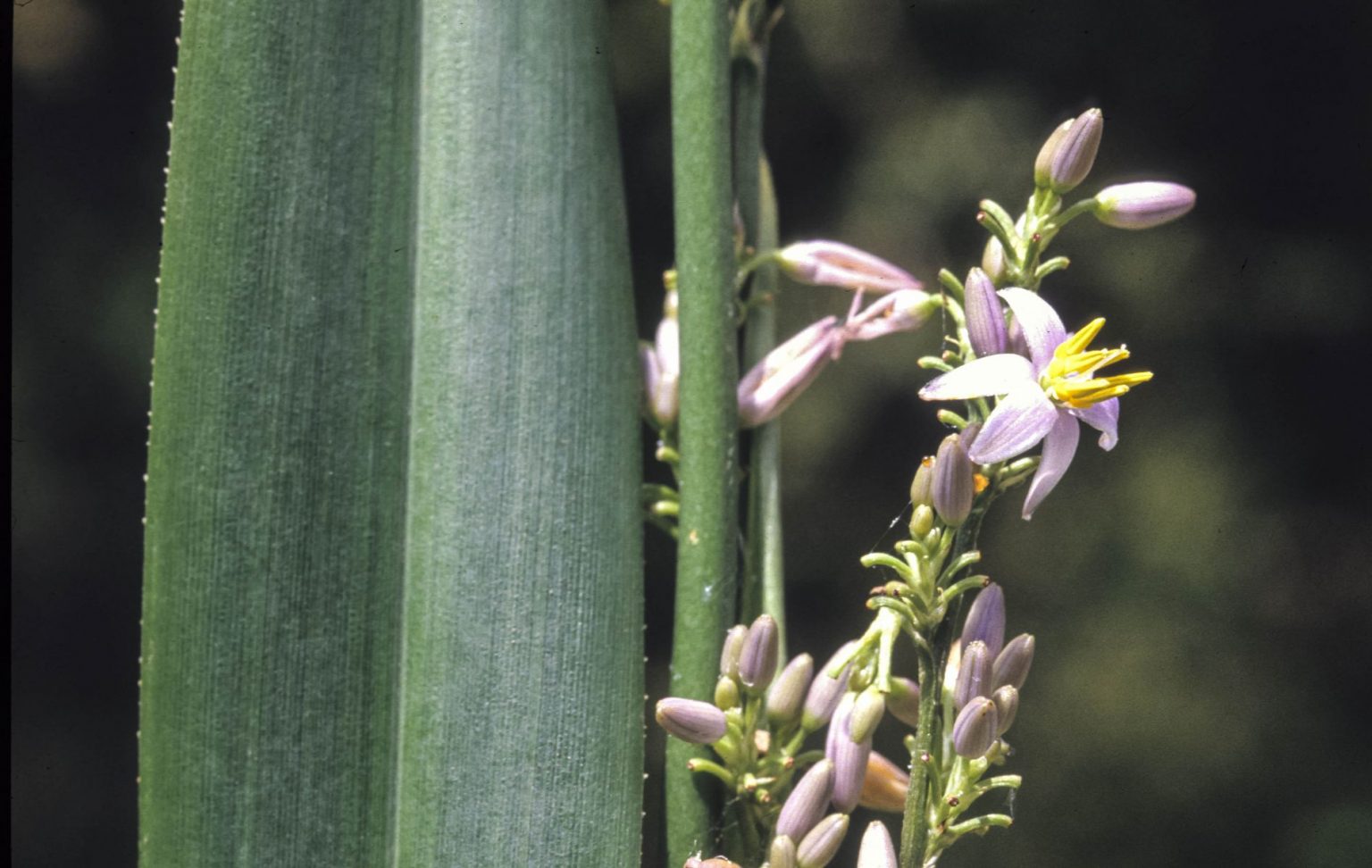 Dianella prunina (Blueberry Lily)