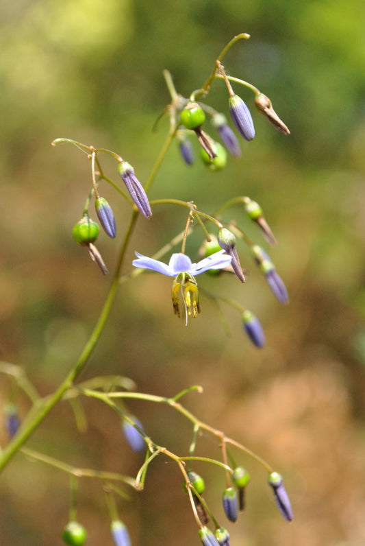 Dianella Caerulea ‘DCMP02’ (Little Jess™ Improved Flax Lily)