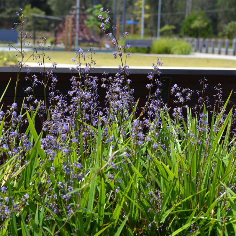 Dianella Caerulea ‘DCMP02’ (Little Jess™ Improved Flax Lily)