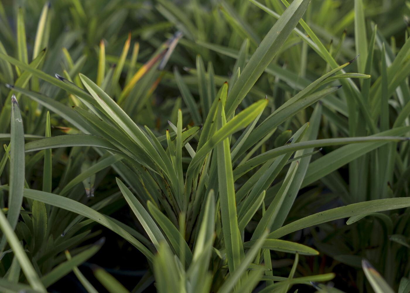 Dianella Caerulea ‘DCMP02’ (Little Jess™ Improved Flax Lily)