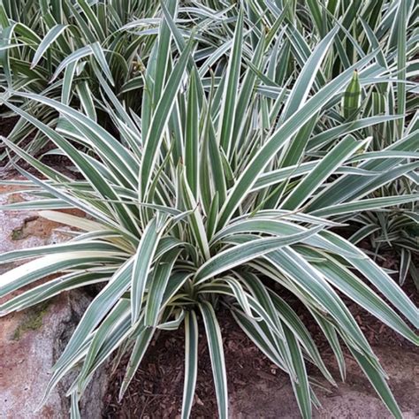 Dianella Hybrida ‘Silver Streak’™ (Variegated Flax Lily)