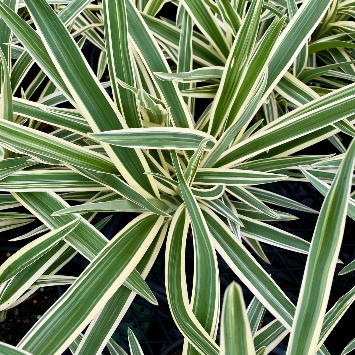 Dianella Hybrida ‘Silver Streak’™ (Variegated Flax Lily)