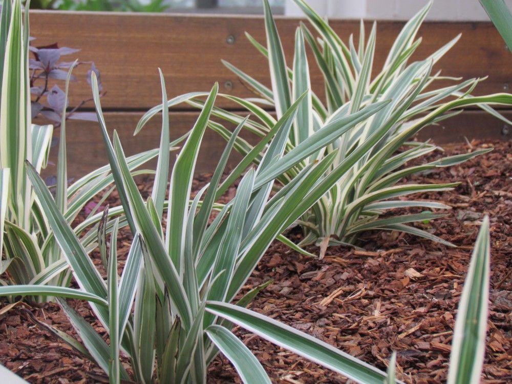 Dianella Hybrida ‘Silver Streak’™ (Variegated Flax Lily)
