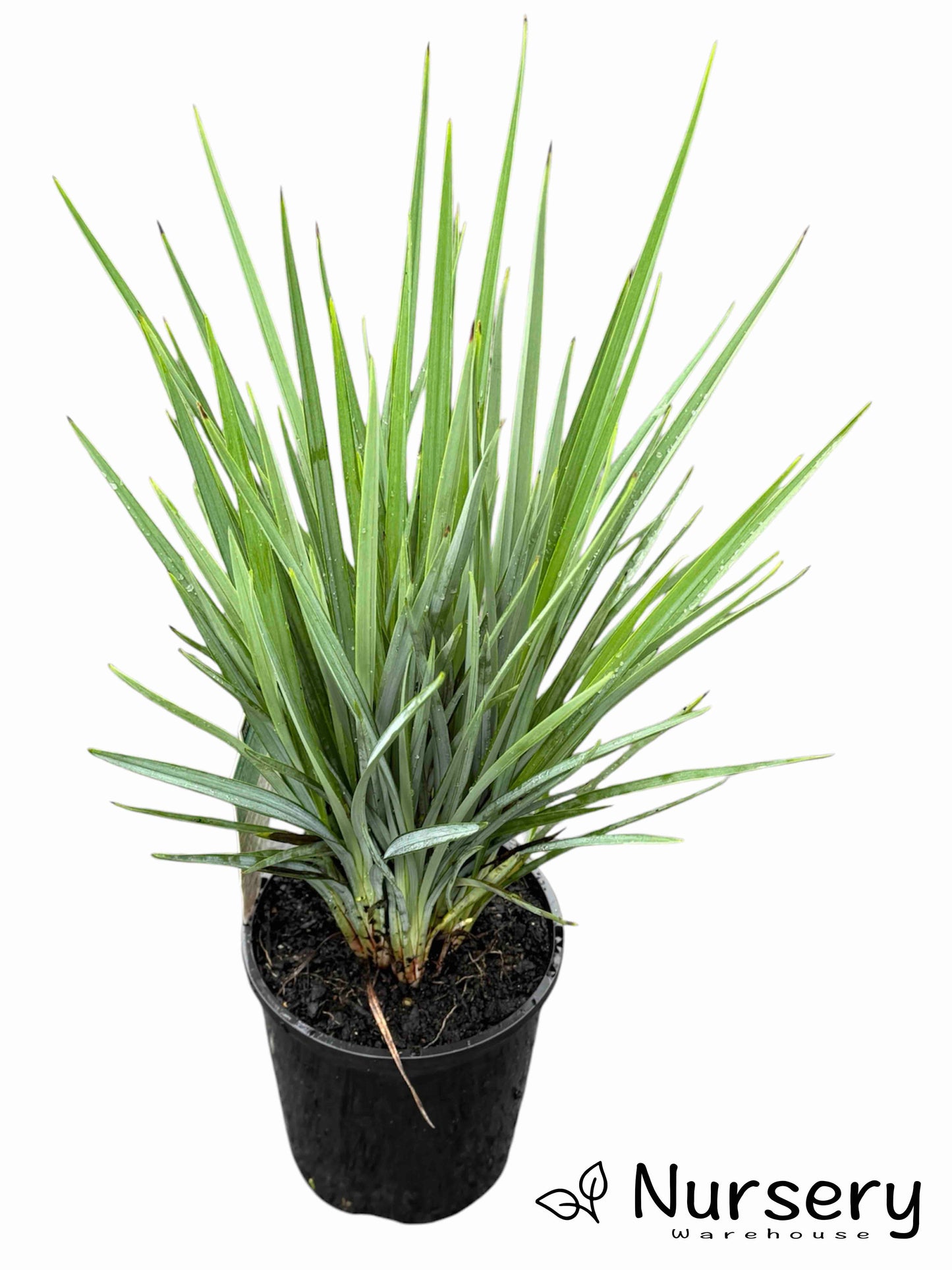 Dianella Revoluta ‘DR5000’ (Little Rev™ Flax Lily)