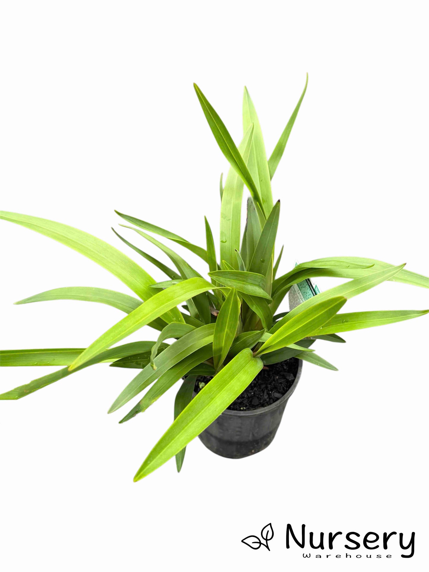 Dianella Tasmanica (TR20 Tasred®)